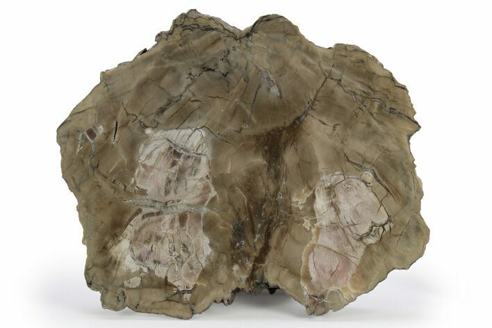 Triassic Petrified Wood (Woodworthia) End-Cut - Arizona #248726